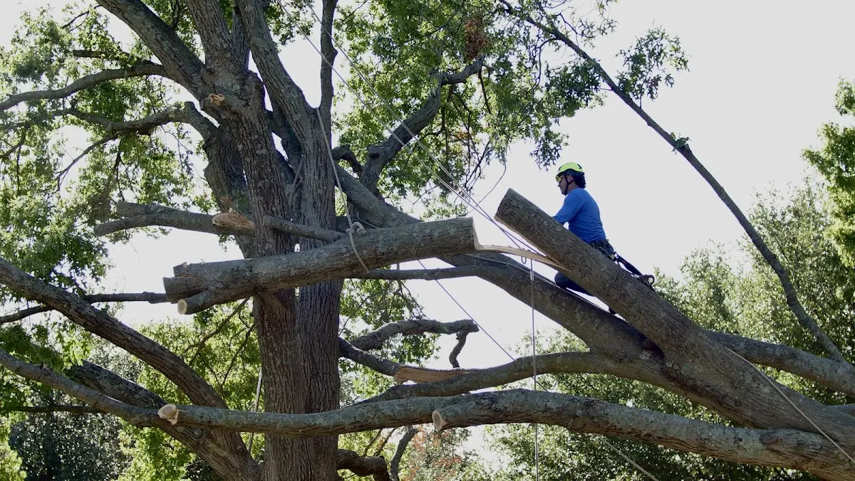 Professional Crown Thinning performed by certified arborists in Matlock